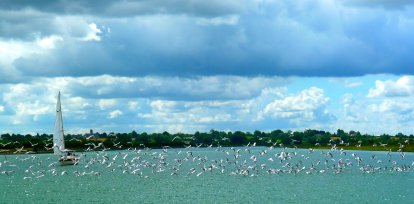 Enorm veel vogels rond de rivier naar Carentan