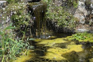 De droomtuin Abbey Garden op Tresco