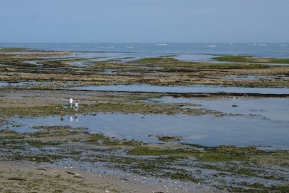 Oesters zoeken tijdens laag water.