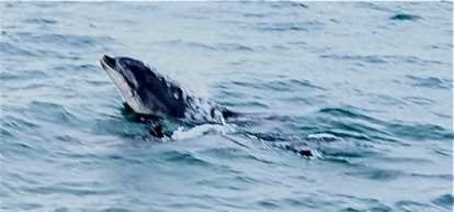 Onze lachende dolfijn.