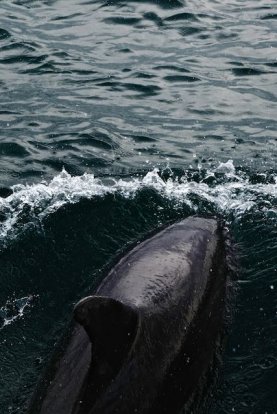 Ongelofelijk mooie dieren met hoge sterke rugvinnen.