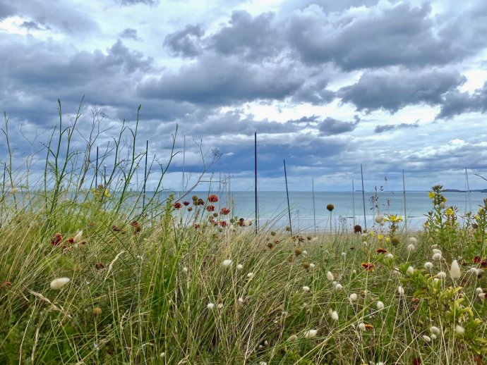 Beschermde grassen en mooie bloemen onderweg.