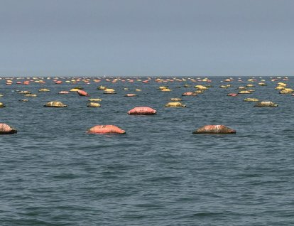 Een klein deel van het enorme perceel hangcultuur mosselen tussen Nieuwpoort en Duinkerken.