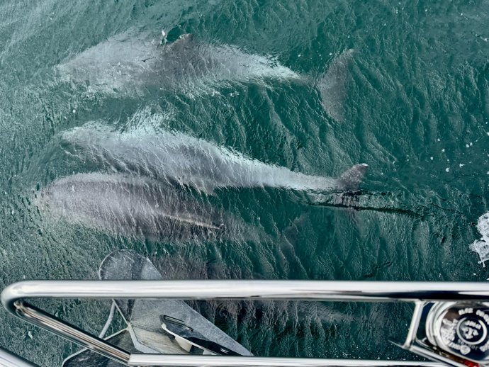 Heel veel kalfjes die rond de boot racen.
