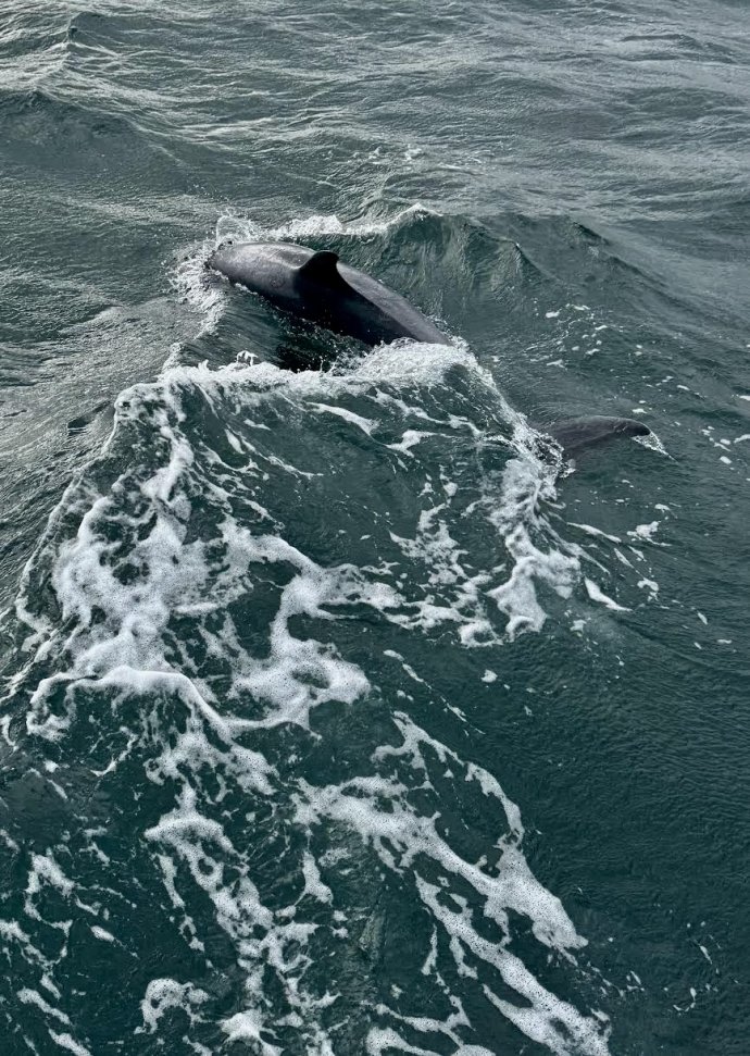 Het bruist rond de boot.