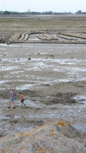 Eb bij St. Vaast  met de uitgestrekte  oesterbanken
