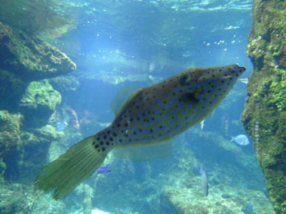 Het aquarium van La Rochelle